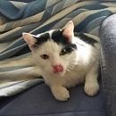 Sammy
