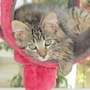 Tigra