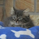 Tigra