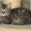 Tigra