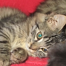Tigra