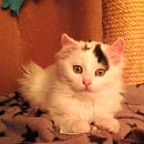 Pearl