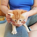 Simba