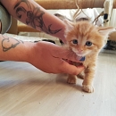 Simba