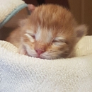 Simba