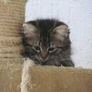 Missi