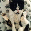 Pixel