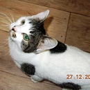 Delicat