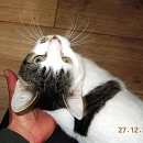 Delicat