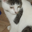 Delicat