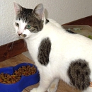 Delicat