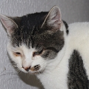 Delicat