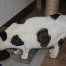 Delicat