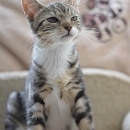 Kasimir