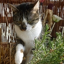 Giselle