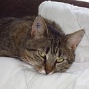 Yuki