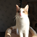 Asha