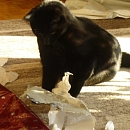 Charlie und Chaplin packen Geschenke aus