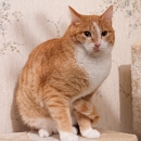 Kozlik