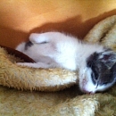 Chipsy