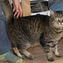 Taz
