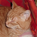 Maxime