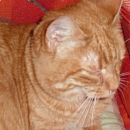 Maxime