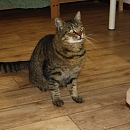 Taz