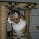 Jasper