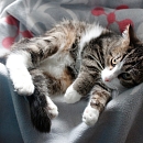 Misha 2