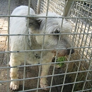 Greta