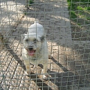 Greta