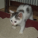 Matilda
