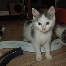 Matilda