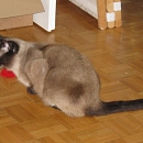 Miko
