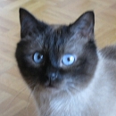 Miko