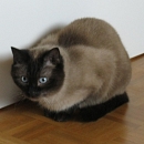 Miko