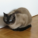 Miko