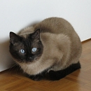 Miko