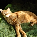 Ronja