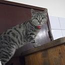 Dasha