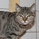 Dasha