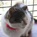 Samanta