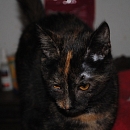 Prinzessin Kisha