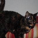 Prinzessin Kisha
