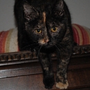 Prinzessin Kisha