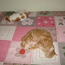 Custer