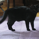 Perla