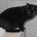 Perla