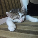 Freddy